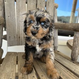 Boy 1 - Blue merle Aussiedoodle puppy in Tolar, Texas from Massey Ranch