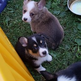 Pembroke Welsh Corgi Puppies from Tshandra Corgis