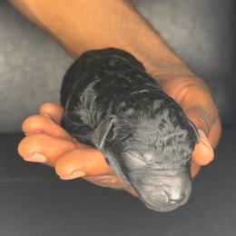 Tinkerbell - Blue female Poodle puppy in Fort Lauderdale, Florida from SoFlo Standard Poodles