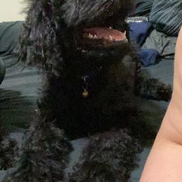 Goldendoodle Puppies from Zeusthemoosedoodles
