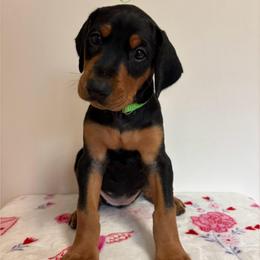 Margaret - Black and rust female Doberman Pinscher puppy in Coplay, Pennsylvania from By My Side Germans Shepherds & Dobermans