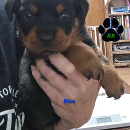 Blue - Black and mahogany male Rottweiler puppy in Tangent, Oregon from Raya's Royals