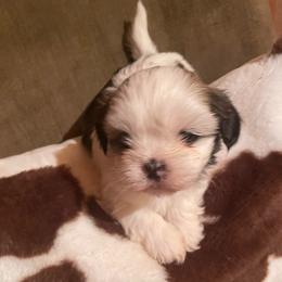 Boy 2 - Brindle male Shih Tzu puppy in Lebanon, Tennessee from Jan’s Shihtzus