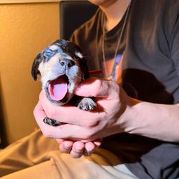Male 3 (red collar) - Black and cream male Dachshund puppy in Modesto, California from Once Upon a Mini Dachshund
