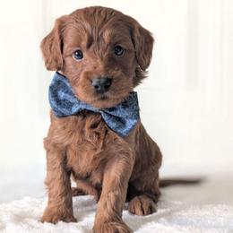 Pudding Pop - Red  male Goldendoodle puppy in Blackfoot, Idaho from Riverside Poodles