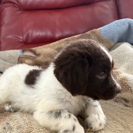 Firecracker - White and brown female Newfoundland puppy in Shepherd, Montana from Rising Hope Kennels