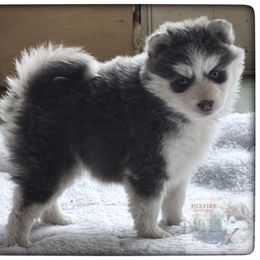 Pomsky Puppies from Foxfire Arctic Spitz