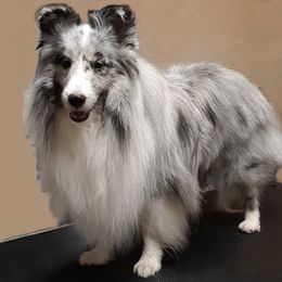 Shetland Sheepdog All Grown Up from Puppy Contract