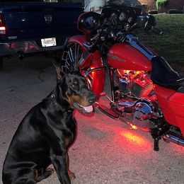 Doberman Pinscher puppies from Stalaris Dobermans