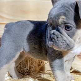 French Bulldogs from You Winnie Some (Winnie's Blues & Lilacs)
