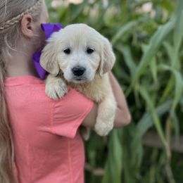 Miss Purple - Light golden female Golden Retriever puppy in Nampa, Idaho from Farmhouse Goldens