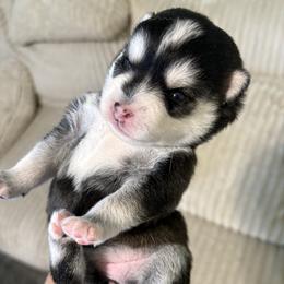 Celeste - Black and white female Pomsky puppy in Valparaiso, Indiana from Valparaiso Pomskys