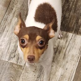 Toy Fox Terriers from Carr's Edition Toy Fox Terriers