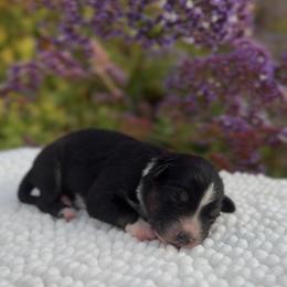 Miniature Australian Shepherd Puppies from DLT MiniAussie