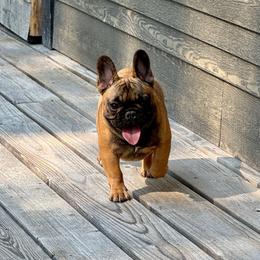 Bunkhouse Litter-Avery - Fawn female French Bulldog puppy in Kalispell, Montana from Grace & Grit Frenchies