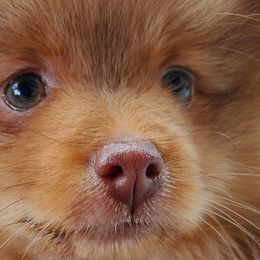 Pomeranians and Sheepadoodles from Fluffy Wonders Poms and Doodles