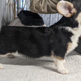 Basset Hound and Pembroke Welsh Corgi Puppies from 4 Sail Quarter Horses and Corgis