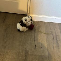 Luke - Parti male Miniature Schnauzer puppy in Hemet, California from Feshia's Miniature Schnauzers