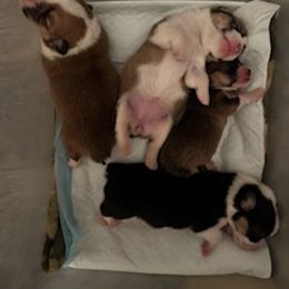 Girl 1 - female Pembroke Welsh Corgi puppy in Las Vegas, Nevada from Victory Crown