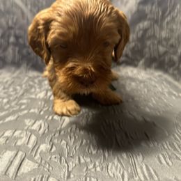 Australian Labradoodle Puppies from Cali Dream Doodles