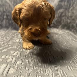 Australian Labradoodle Puppies from Cali Dream Doodles
