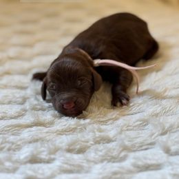 Brie - Chocolate female Goldendoodle puppy in Snohomish, Washington from Doodles of Snohomish