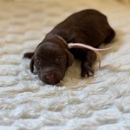Brie - Chocolate female Goldendoodle puppy in Snohomish, Washington from Doodles of Snohomish