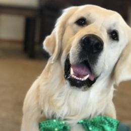 Flynn - Golden Retriever