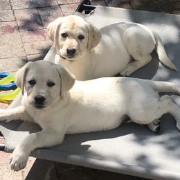 Dilute Retriever and Labrador Retriever Puppies from Winter Creek Labradors