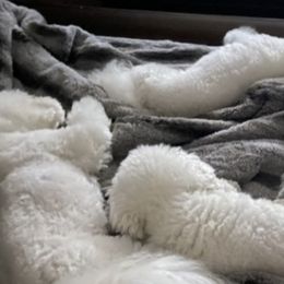 Bichon Frises from Happy Tails Bichons