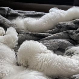 Bichon Frises from Happy Tails Bichons