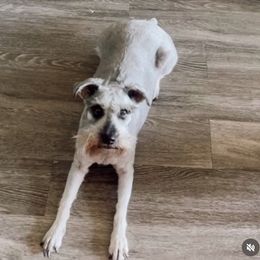 Miniature Schnauzer Puppies from Sugarbaby Kennel