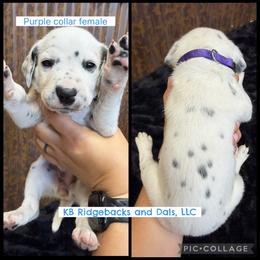 Purple Collar Female - White and black female Dalmatian puppy in Colome, South Dakota from KB Ridgebacks and Dals, LLC