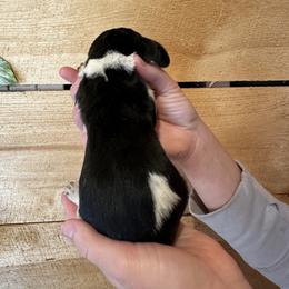 Male 2 - Black brown and white male Basset Hound puppy in Lindley, New York from Hill Top Basset Hounds & Cane Corso
