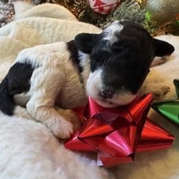 Lucy - Black and white Party - Parti female Poodle puppy in Canfield, Ohio from Poo's Doo's & Inu's