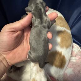 Puppy 1 - Gray (blue) and cream male Dachshund puppy in Copperas Cove, Texas from Creme de la Creme Dachshunds