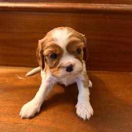 Boy 1 - Blenheim male Cavalier King Charles Spaniel puppy in Louisville, Kentucky from Royal Quin Cavaliers