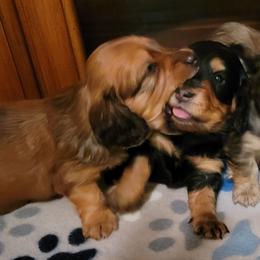 Dachshund Puppies from CLARK'S BREEDING PROGRAM