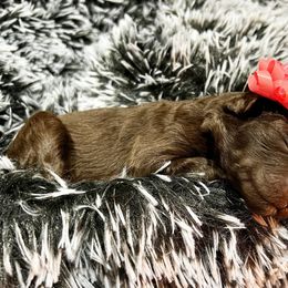 Poodle Puppies from The Poodle Boutique