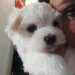 Lyric - White male Maltese puppy in Ludington, Michigan from OT Maltese & Co
