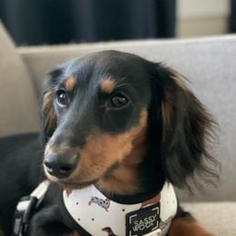 Dachshunds from Jersey Exchange