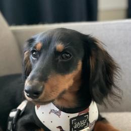 Dachshunds from Jersey Exchange