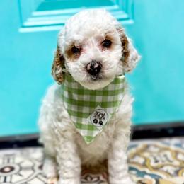 Goldendoodle puppies from South Paw Doodle Co