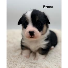 Bruno - Black and tan male Pembroke Welsh Corgi puppy in Zwingle, Iowa from Morehead Family Dogs