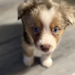 Miniature American Shepherd Puppies from Sonya Young