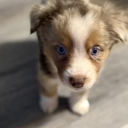 Miniature American Shepherd Puppies from Sonya Young