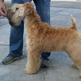 Soft Coated Wheaten Terriers from Sundance Wheatens