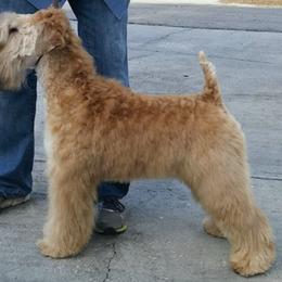 Soft Coated Wheaten Terriers from Sundance Wheatens
