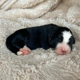 Buddy Holly - Tri-color male Bernedoodle puppy in New River, Arizona from Sonoran Standard Doodles