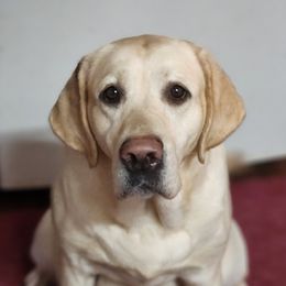 Peony - Labrador Retriever